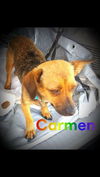 Carmen C