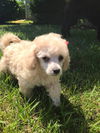 Poodle Puppies: Destiny