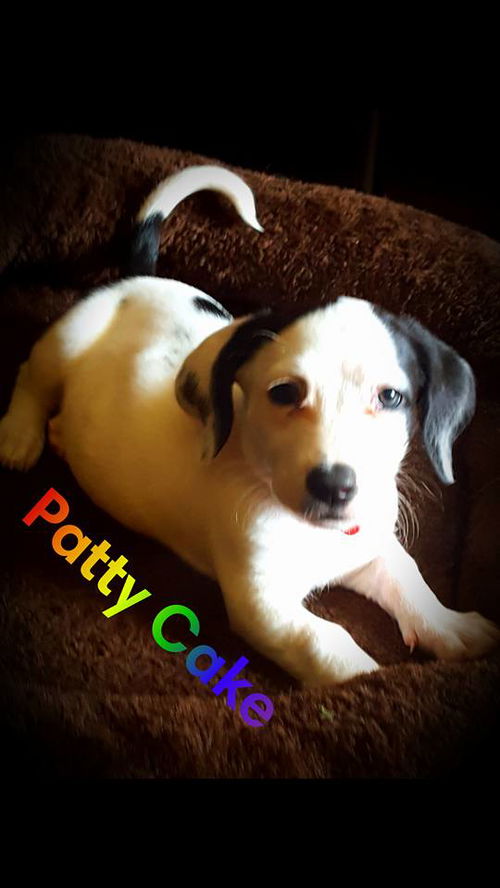 Daisy Mae's Puppies: Patty Cake