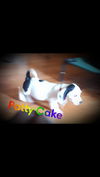 Daisy Mae's Puppies: Patty Cake