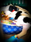 Daisy Mae's Puppies: Patty Cake