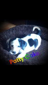 Daisy Mae's Puppies: Patty Cake