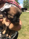 Dachshund Puppies:  Rocky