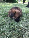 Dachshund Puppies:  Rocky