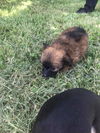 Dachshund Puppies:  Rocky