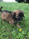 Dachshund Puppies:  Rocky