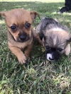 Dachshund Puppies:  Cocoa