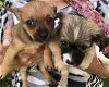 Dachshund Puppies:  Cocoa