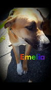 Emelia