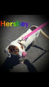 Hershey