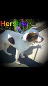 Hershey