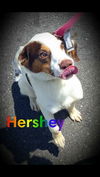 Hershey