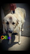 Ollie
