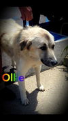 Ollie