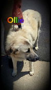 Ollie