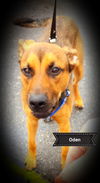 Odin