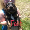 Hope's puppy (Faith Hannah)