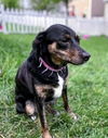 Hope's puppy (Faith Hannah)
