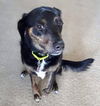 Hope's puppy (Faith Hannah)