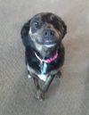 Hope's puppy (Faith Hannah)