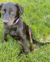 Hope's puppy (Faith Hannah)