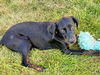 Hope's puppy (Faith Hannah)