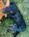Hope's puppy (Faith Hannah)