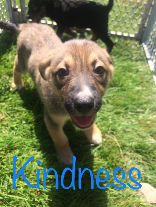 Hope's puppy (Kindness)