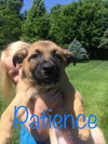 Hope's puppy (Patience)