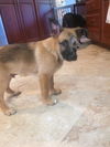 Hope's puppy (Patience)