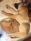 Hope's puppy (Patience)