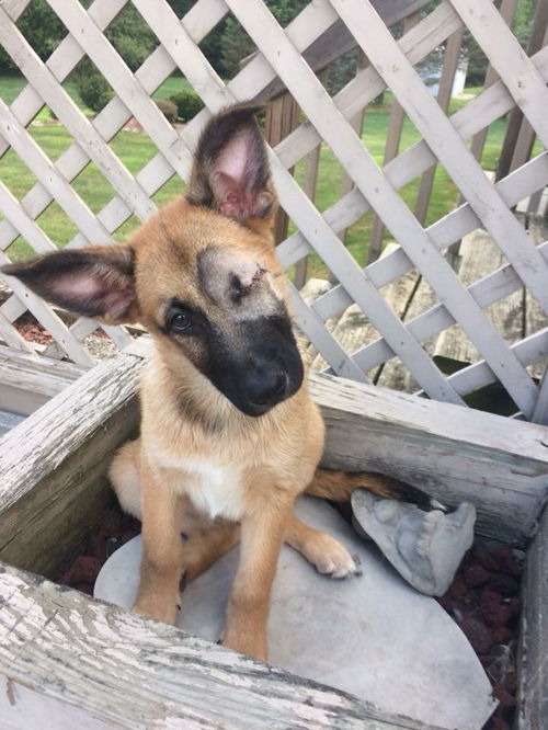Hope's puppy (Patience)