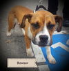 Bowser