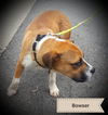 Bowser