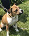 Bowser