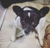 Gidget