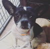 Gidget
