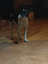 Gidget