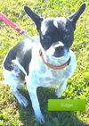 Gidget