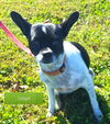 Gidget