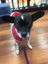 Gidget