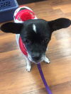 Gidget