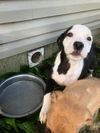 Retriever puppies:  Zeke