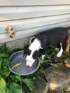 Retriever puppies:  Zeke