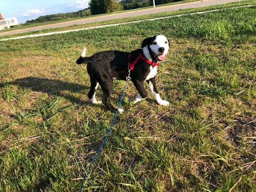 Retriever puppies:  Zeke