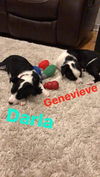 Lhasa pup: Genevieve