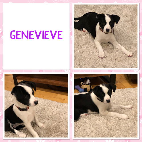 Lhasa pup: Genevieve