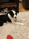 Lhasa pup: Genevieve