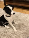Lhasa pup: Genevieve