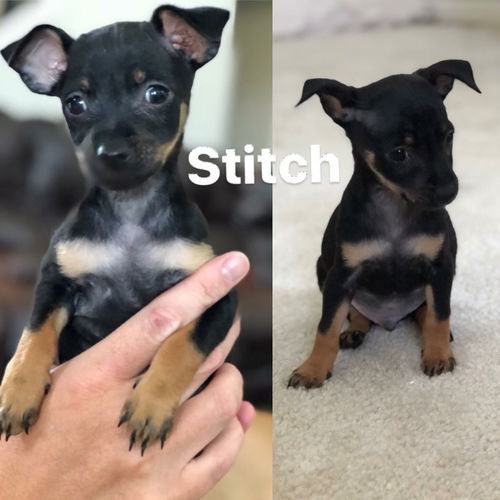 Nani’s Puppies: Stitch